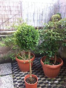 the Gordon' tree in my house--