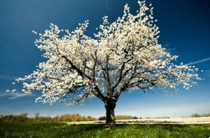 (http://blogdiclo.blogspot.it/2013/03/primavera-si-sta-avvicnando.html)