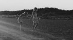 Youth, trought (2)
